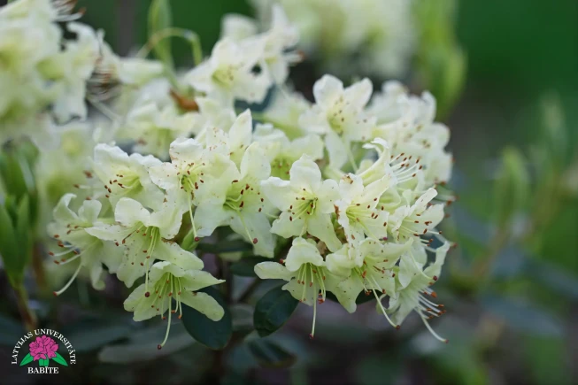 Rhododendron   'Shamrock'